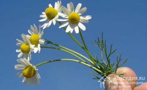 Жучки в крупе, как избавиться от них на кухне. Методы избавления от черных жучков на кухне