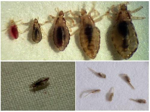 Как избавиться от платяных вшей в доме. Как избавиться от бельевых вшей в квартире