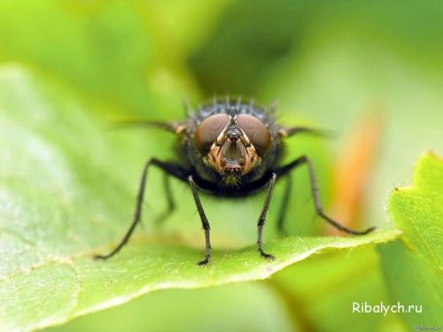 Где живут мухи летом. Сколько живут и откуда появляются? 07