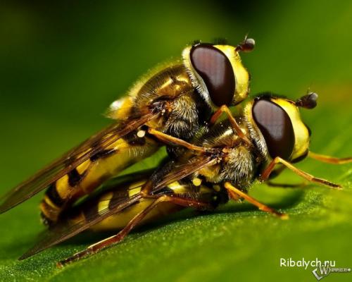 Где живут мухи летом. Сколько живут и откуда появляются? 06