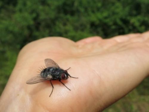 Где живут мухи летом. Сколько живут и откуда появляются? 01