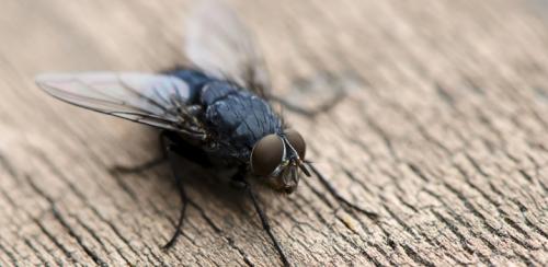 Чего боятся мухи на улице, как избавиться. Народные средства от мух