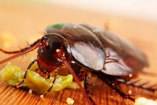 Как избавиться от тараканов борной кислотой рецепт. Эффективность