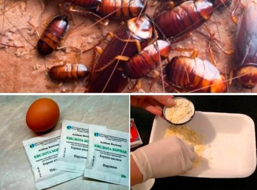 Тараканы в квартире, как избавиться в домашних условиях. Проверенные народные средства борьбы с тараканами