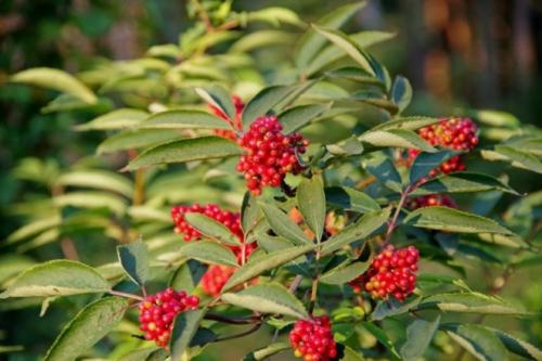 Чего боятся тараканы в квартире больше всего. Чего боятся тараканы — то и нужно применять в первую очередь