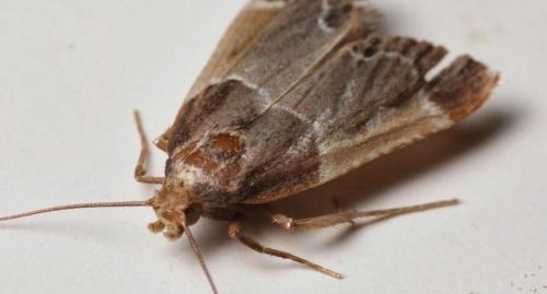 Как избавиться от пищевой моли на кухне быстро. Лучшее «лечение» – это профилактика