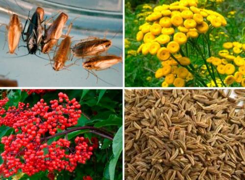 Тараканы в квартире, как избавиться в домашних условиях. Проверенные народные средства борьбы с тараканами