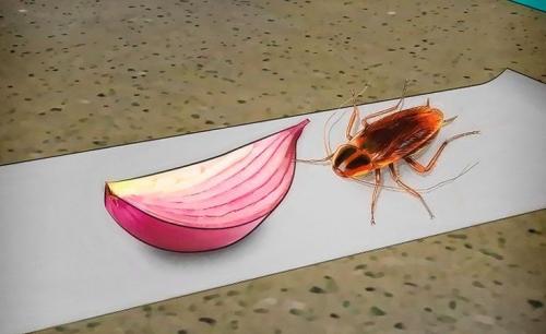 Тараканы в квартире, как избавиться в домашних условиях. Проверенные народные средства борьбы с тараканами