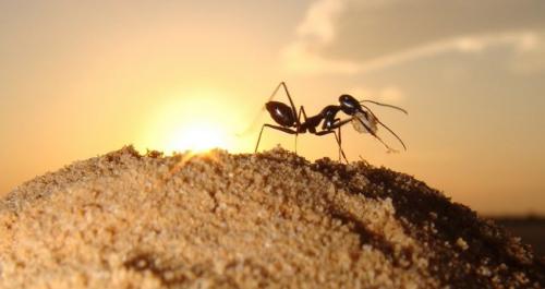 Что отпугивает муравьев в доме. Что не любят муравьи в доме и на участке