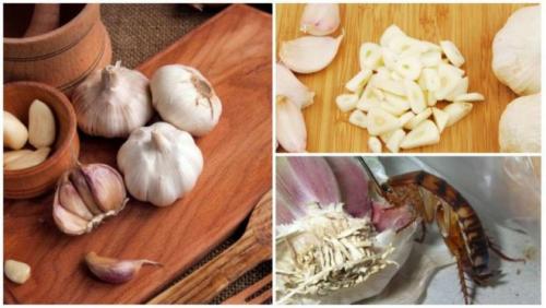 Чего боятся тараканы в квартире больше всего. Чего боятся тараканы — то и нужно применять в первую очередь