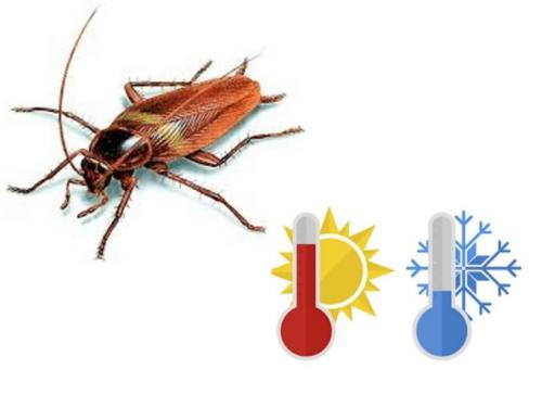 Чего боятся тараканы в квартире больше всего. Чего боятся тараканы — то и нужно применять в первую очередь