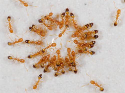 От домашних муравьев. Как избавиться от рыжих муравьев с помощью аромомасел