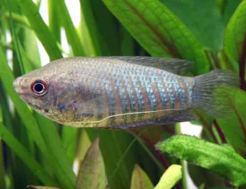 Какие рыбки могут жить без кислорода и фильтра в маленьком аквариуме. 7 видов рыбок которые могут жить без кислорода и фильтра или с открытым аквариумом