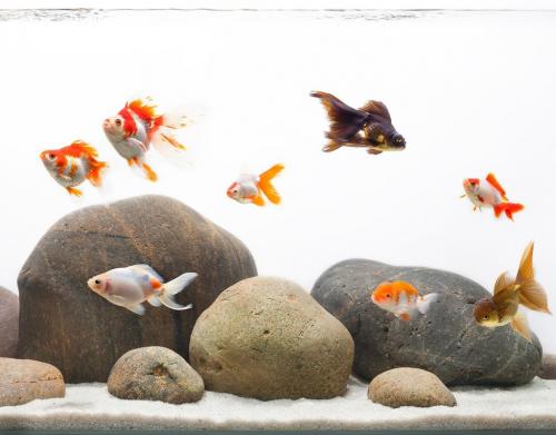 Какие рыбки могут жить без кислорода и фильтра в маленьком аквариуме. 7 видов рыбок которые могут жить без кислорода и фильтра или с открытым аквариумом