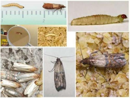 Эффективное средство от моли и личинок в квартире. Как бороться с молью в квартире, откуда она берется, народные средства и химия