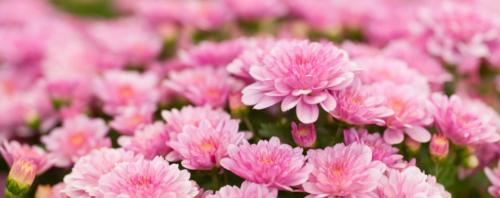 Какие цветы долго стоят в вазе. Топ-9 цветов, которые дольше всего стоят в вазе