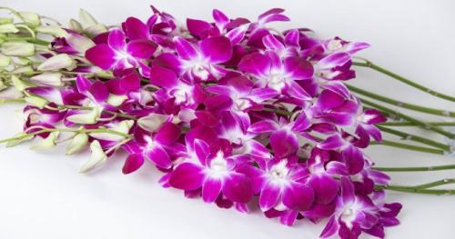 Какие цветы долго стоят в вазе. Топ-9 цветов, которые дольше всего стоят в вазе