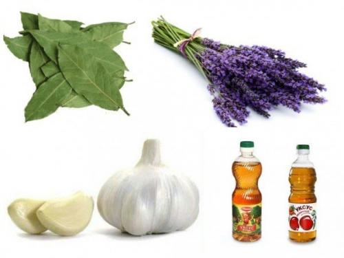 Как избавиться от моли в крупах. Советы по профилактике кухонной моли