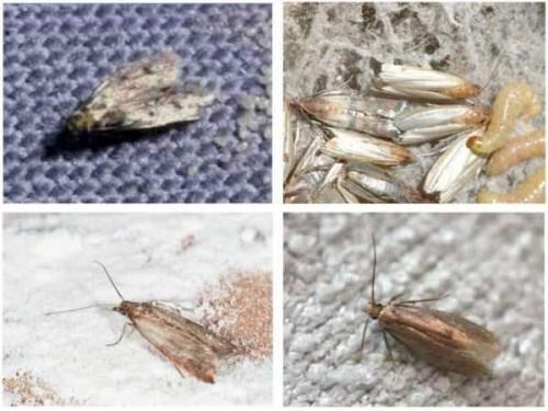 Эффективное средство от моли и личинок в квартире. Как бороться с молью в квартире, откуда она берется, народные средства и химия