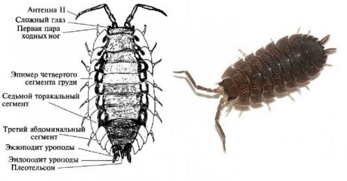 Мокрица-свинка: описание