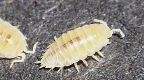 Как избавиться от белых мокриц в квартире. Как избавиться от белых мокриц в доме?