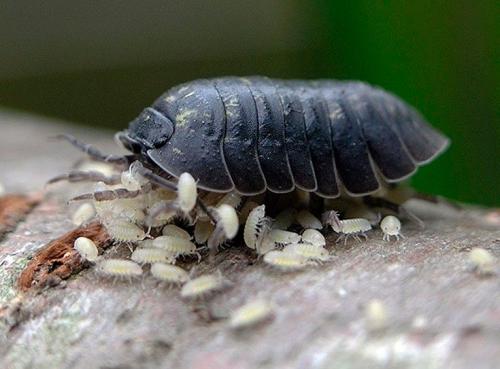 Мокрица-свинка: описание