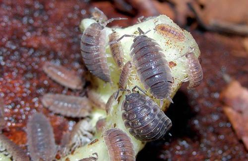 Мокрица-свинка: описание