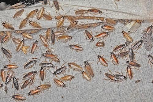 Что нужно для создания борной кислоты для уничтожения тараканов. Использование раствора борной кислоты от тараканов: как приготовить жидкую кислоту? Правила обработки помещения. Достоинства и недостатки метода