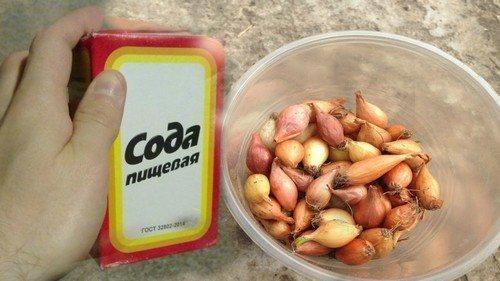 Как обработать лук перед посадкой весной. 5 способов обработки лука весной перед посадкой