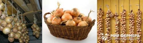 Как обработать лук на хранение на зиму. Как хранить лук зимой