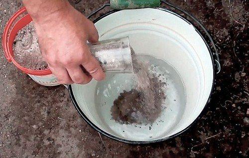 Как обработать лук перед посадкой весной. 5 способов обработки лука весной перед посадкой