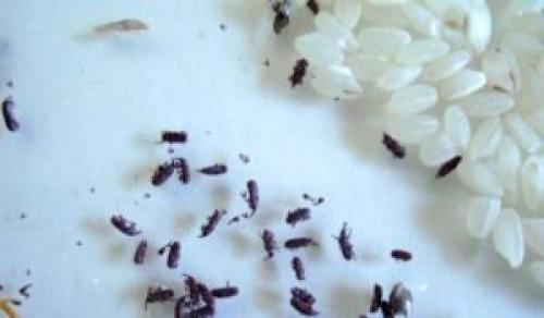 Как избавиться от жучков в крупе и в шкафу на кухне навсегда. Как избавиться от жучков в крупе и в шкафу на кухне — все, что нужно знать по этому вопросу