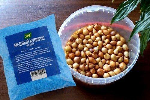 Как обработать лук перед посадкой весной. 5 способов обработки лука весной перед посадкой