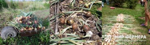 Как обработать лук на хранение на зиму. Как хранить лук зимой