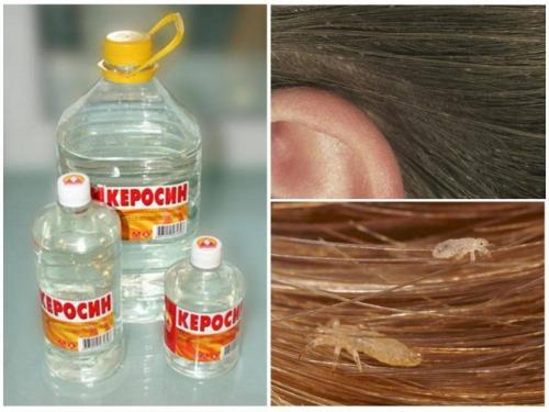 Какой запах не любят блохи. Чего боятся и не любят блохи