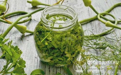 Как сохранить зеленый лук на зиму в домашних условиях в холодильнике. 4 способа заготовки зеленого лука