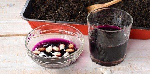 Как обработать лук перед посадкой весной. 5 способов обработки лука весной перед посадкой