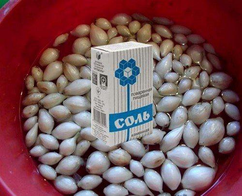 Как обработать лук перед посадкой весной. 5 способов обработки лука весной перед посадкой