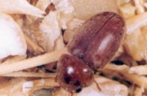 Как избавиться от жучков в крупе и в шкафу на кухне навсегда. Как избавиться от жучков в крупе и в шкафу на кухне — все, что нужно знать по этому вопросу