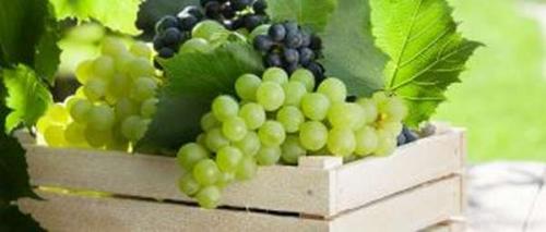 Срок годности сухофруктов из яблок. Как правильно хранить сушеные яблоки в домашних условиях?