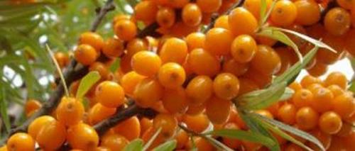 Можно ли хранить сухофрукты в пластиковых контейнерах. Как правильно выбрать и хранить сухофрукты, мыть, замораживать, бороться с плесенью и насекомыми