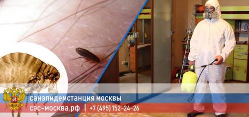 Уничтожение насекомых в квартире росс сэс. Вши