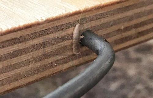 Мокрица в квартире причины. Почему и откуда мокрицы появляются в квартире 03 Мокрица в квартире причины. Почему и откуда мокрицы появляются в квартире 03