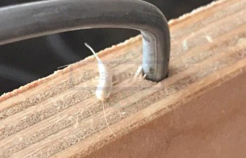 Мокрица в квартире причины. Почему и откуда мокрицы появляются в квартире 01 Мокрица в квартире причины. Почему и откуда мокрицы появляются в квартире 01