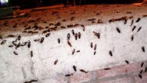 Уничтожение тараканов в квартире с гарантией в Москве. Цены