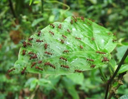 Борная кислота и муравьи. 10 самых популярных народных способов 05 Борная кислота и муравьи. 10 самых популярных народных способов 05