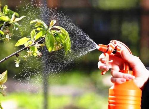 Борная кислота и муравьи. 10 самых популярных народных способов 04 Борная кислота и муравьи. 10 самых популярных народных способов 04