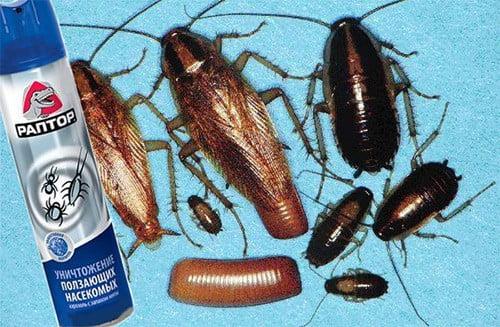 РАПТОР от тараканов аэрозоль инструкция по применению. Уничтожение тараканов с помощью аэрозоля Раптор. Состав спрея, инструкция, безопасность, меры предосторожности во время использования, полезные советы