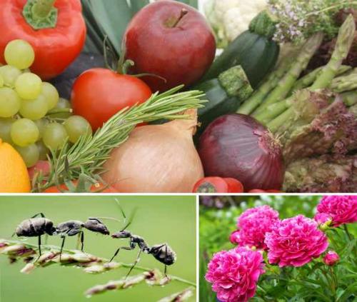 Борная кислота и муравьи. 10 самых популярных народных способов 02 Борная кислота и муравьи. 10 самых популярных народных способов 02