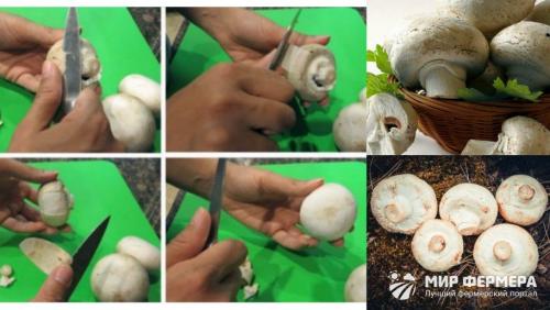 Как обработать шампиньоны после сбора. Как правильно чистить шампиньоны